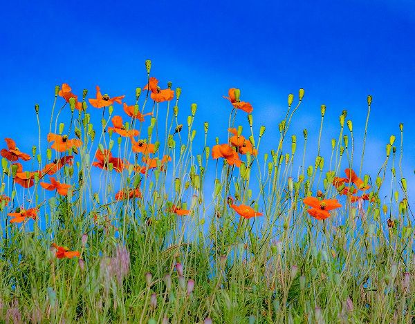Gulin, Sylvia 아티스트의 USA-Washington State-Palouse and field of red poppies작품입니다.
